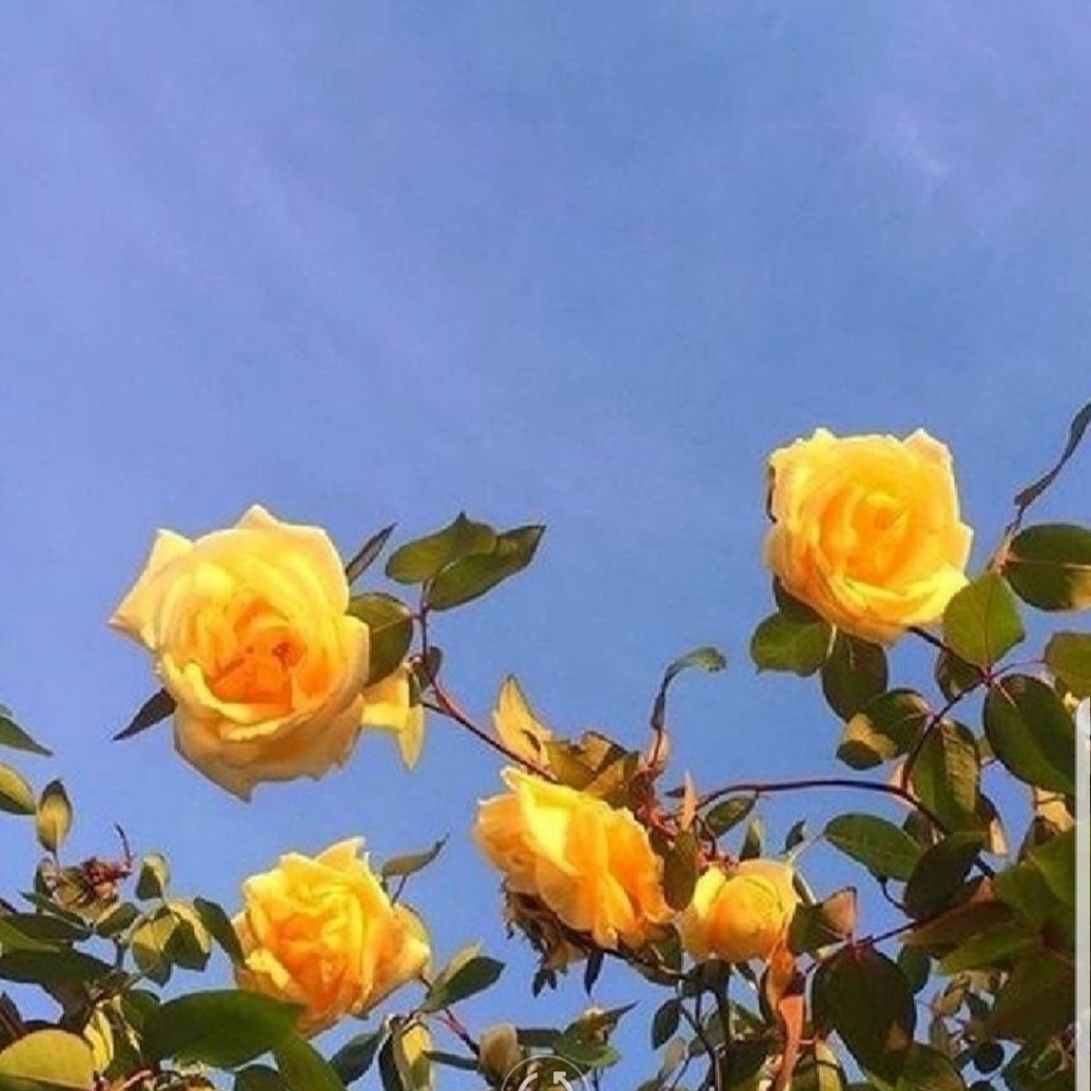 Meet your Posher, Akhila